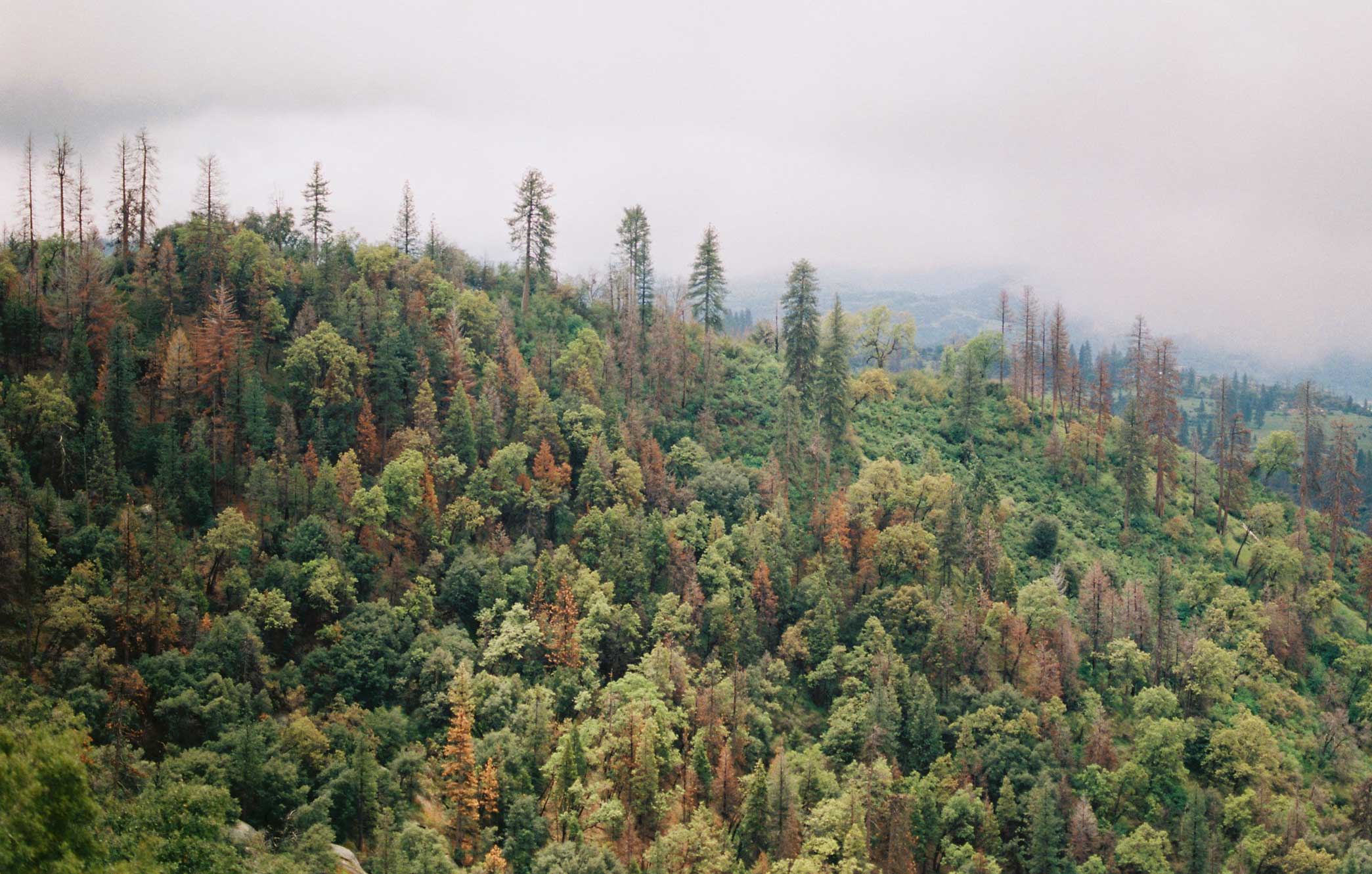 cofoso servicios forestales